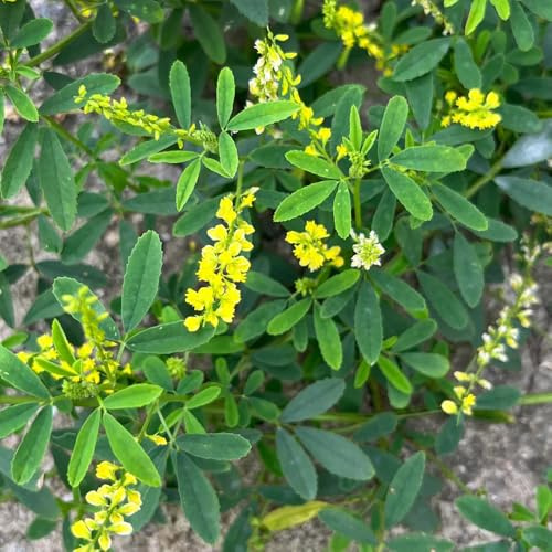 semillas de trébol dulce - del jardín mariposas, resistentes balcón en al aire libre 400pcs