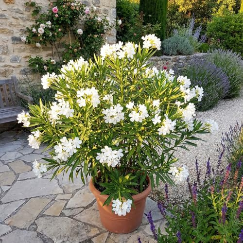 Bloomique - Oleander (Nerium oleander) - Weiße Blüten - Gartenpflanzen - Terrassenpflanzen - Höhe 80-100 cm - Topfgröße: 26 cm