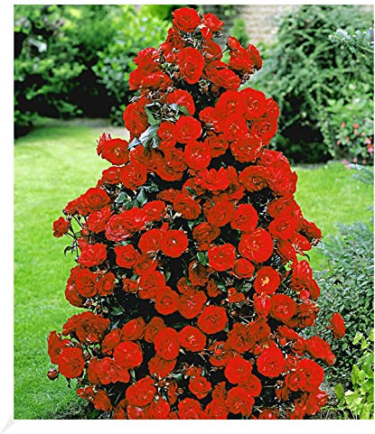 BALDUR Garten Rote Duft-Strauchrosen, 1 Pflanze, winterhart, mehrjährig, blühend, duftend, Schnittblume, Schnittrose, Rosa Hybride, Strauchrose, Duftrose