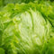 Lattuga iceberg Seeds - 1000 semi
