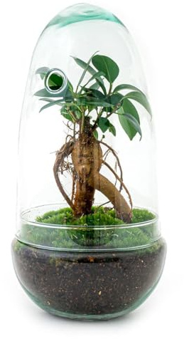 Flaschengarten Egg Bonsai DIY Terrarium mit Ficus Ginseng Mini