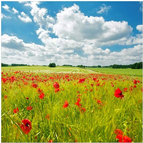 Wallario Glasbild Grüne Wiese mit Mohnblumen - 55 x 55 cm Wandbilder Glas in Premium-Qualität: Brillante Farben, freischwebende Optik
