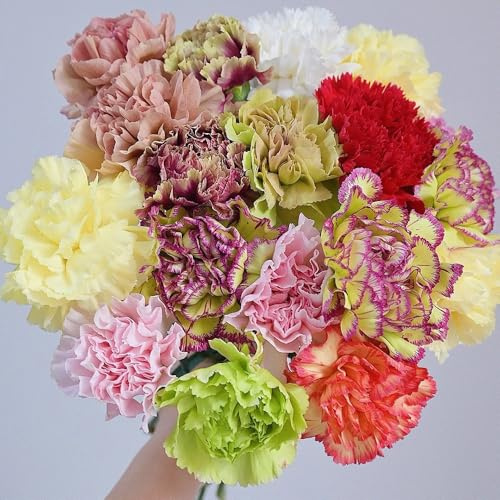 Semillas de clavo perenne resistente, abeja pasto semillas semillas de flores Semillas de clavo de barba, semillas de clavo, Balcón decoración prado de flores semillas perenne 250pcs