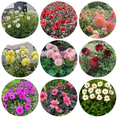 6zwiebeln dahlien, blumenzwiebeln, balkon dahlienknollen winterharte kübelpflanzen herbstblumen frühlingsblumen