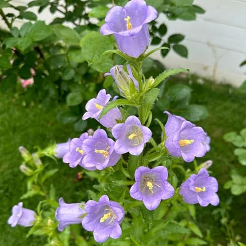 glockenblumensamen mehrjährig - deko wohnzimmer glockenblume balkon garten winterhart bodendecker 2500pcs