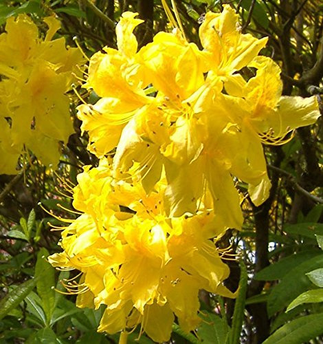 Azalea mollis Deciduous 'Yellow' 15cm pot size