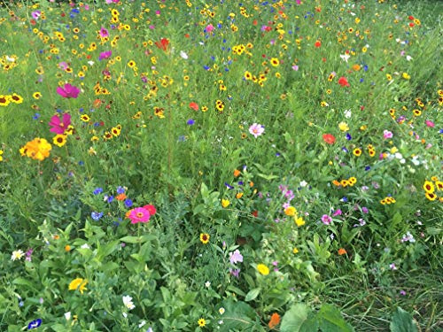 Blumenwiese Bienenwiese Blumenmischung Eschweger Blütenzauber Insektenwiese für ca. 75-100 m², ca. 200 Gramm