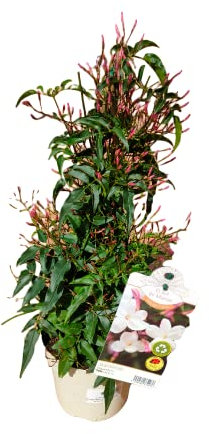 Verdecora Jazmín Chino | Planta natural de exterior con flor | Planta Perenne Trepadora Perfumada | Gran cantidad de flores con intenso aroma (Maceta 3L)
