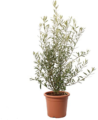 KENTIS - Olea Europaea con Decorazione Vaso in Juta - Pianta di Ulivo - Piante da Frutto da Esterno Vere Resistenti - Olivo Vero Pianta da Giardino - H 80-100 cm Vaso Ø 24 cm