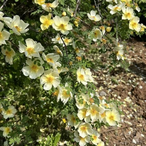 semillas de rosal trepador - sombra, arbustos rápido crecimiento Rosales trepadores resistentes - rosas trepadoras - Arbustos, para lugares 80pcs