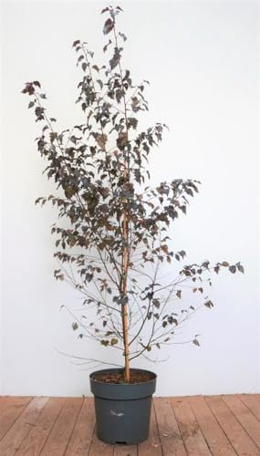 Betula pendula 'Royal Frost' 100 cm Stamm – Winterhart & Mehrjährig & Pflegeleicht – Weiß-Birke – Zierbaum für Garten & Vorgarten