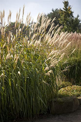 Chinaschilf Miscanthus sinensis Adagio Ziergras winterhart mehrjährig