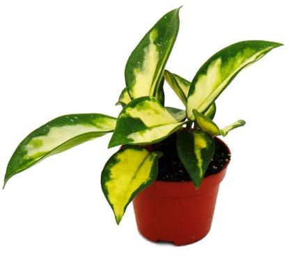 Mini plante - Hoya carnosa tricolore - Fleurs en porcelaine - Idéal pour les petits bols et verres - Plante bébé dans un pot de 5,5 cm
