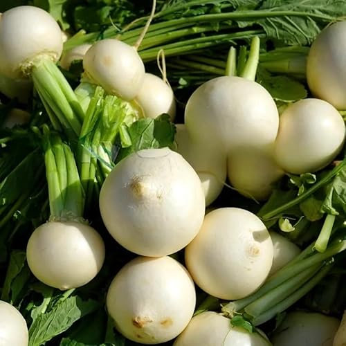 Turnip 'Snowball' - 2000 Seeds + Freebie + Plant Tag - Brassica rapa