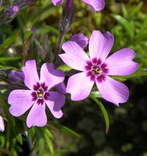 Niedrige Flammenblume Leuchtstern - Phlox subulata - lebende Gartenpflanze aus den Baumschulen