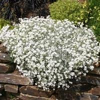 6 x Cerastium tomentosum Snow in Summer Cottage Garden Perennial Plug Plants