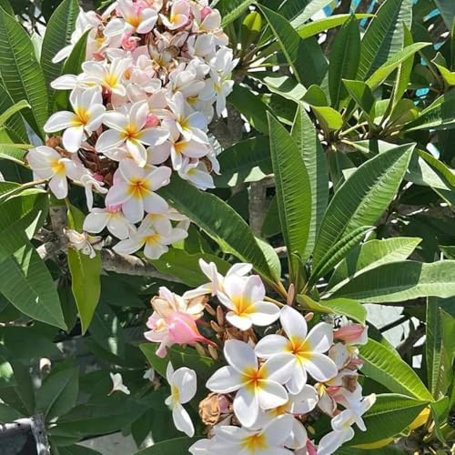 semillas de plumeria frangipani semillas orgánicas, variedades antiguas, arbóreas resistentes para jardín, arbustos con, crecimiento, ornamentales 75pcs