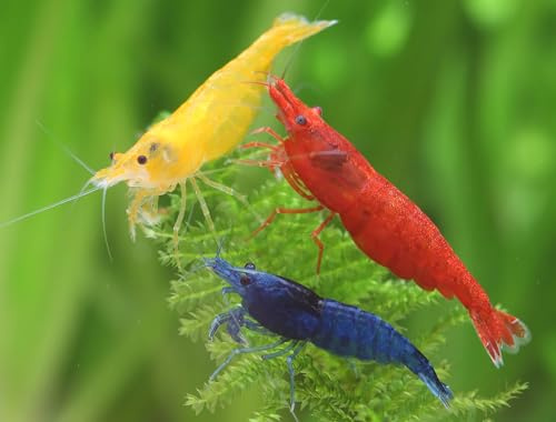 Garnelen NatureHolic - Regenbogen Garnelenmix I hübsche Mischung aus bunten I problemlose Nachzucht I ideal auch für Einsteiger I Anpassungsfähig