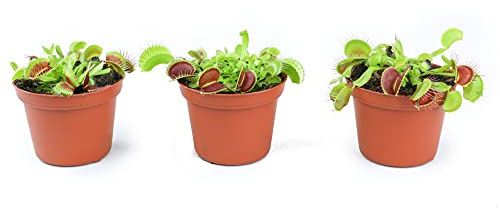 3 Inch Live Venus Fly Trap Live Plant 3PK, Venus Fly Trap Soil, Live Venus Flytrap Live Plants Indoor Plants Live Houseplants, Venus Fly Trap Pot, Venus Fly Trap Plant House Plants by Plants for Pets