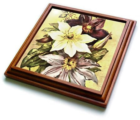 3dRose Clematis Flower Growers Botanical Art - Trivets (trv-377654-1)