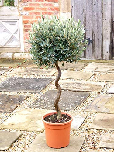 Portal Cool Acquista 3 Ricevi 2 Albero Libero (Olea europaea) Semi 5 Stück Mini Ulivo Exotic Bonsai