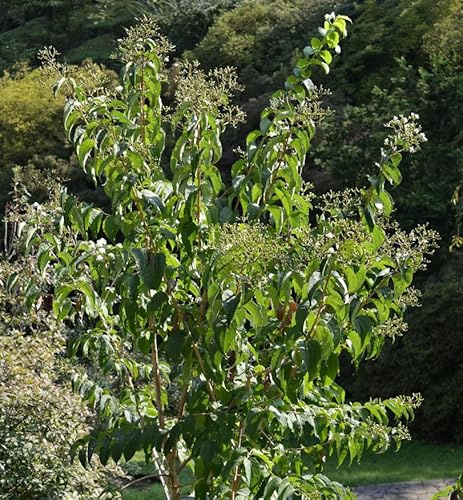 Sieben Söhne des Himmels Tianshan Minhep 60-80cm - Heptacodium miconioides - lebende Gartenpflanze aus den Baumschulen