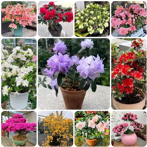 semillas de rododendro, interior de azalea resistentes al exterior, Decoración de jardín para exterior, balcón 100pcs