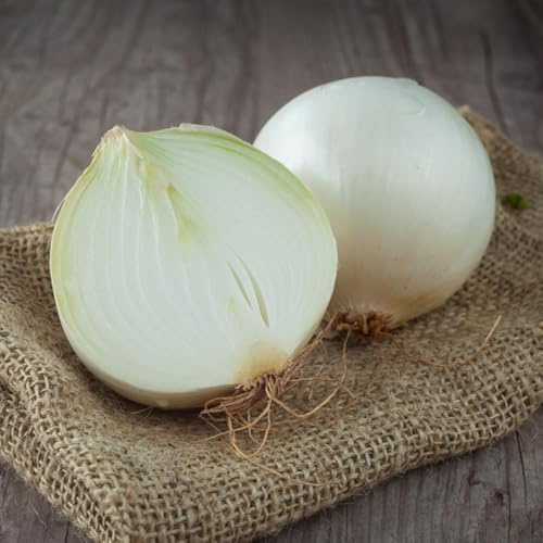 zwiebelsamen bio - wintersteckzwiebeln alte gemüsesorten, seltene heilkräuter, gemüsesamen balkon 300samen