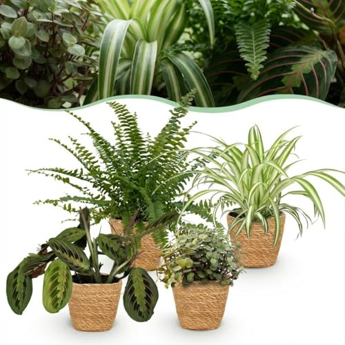 Chlorophytum - Maranta - Calissia - Nephrolepsis - Mélange de 4 - Plantes pour animaux de compagnie - Vert - 4 Plantes - avec Panier - 25cm - Ø12cm - Plante d'intérieur - - Plante avec pot