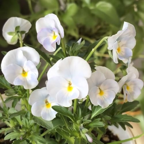 viola pensiero raro giardino balcone interno esotiche in vaso 300semi