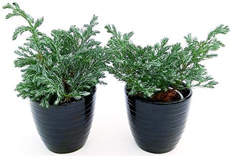 POWERS TO FLOWERS - CIPRESSO CHAMAECYPARIS BOULEVARD IN VASO CERAMICA NERO A RIGHE, 2 PIANTE vaso 11cm diametro, Piante Vere