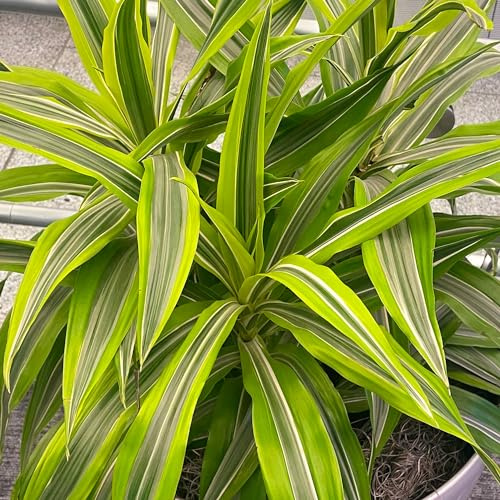 EU Dracaena Dragontree Lemon Surprise (12cm)