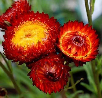 ELICRISO ROSSO NR.300 SEMI