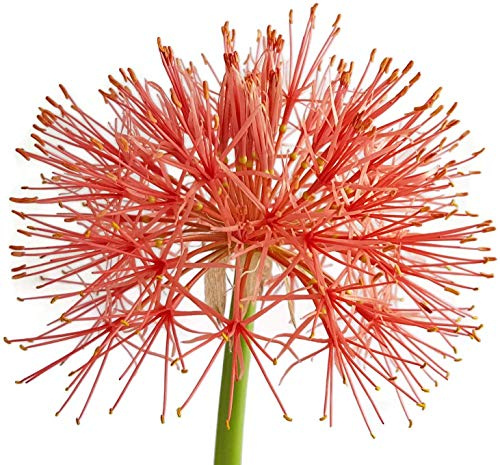 Fangblatt - seltene Blutblume Scadoxus multiflorus, blühfähige Zwiebel aus Südafrika