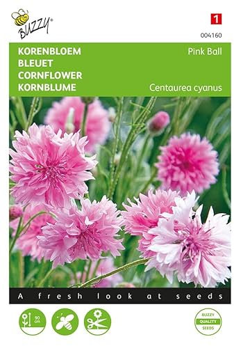 Buzzy Seeds 004160 Kornblume Pink Ball (Kornblumensamen)