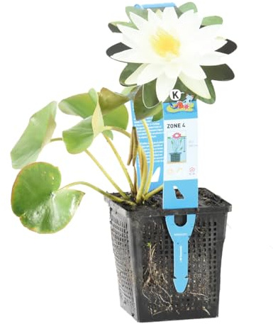 Bloomique - Nymphaea Marliacea Albida - Nénuphar - Blanc - Plantes de bassin - Plantes aquatiques - Rustique - Hauteur 10-20 cm - Pot 11 cm