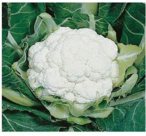 PREMIER SEEDS DIRECT - Cauliflower - All Year Round - 1100 Finest Seeds