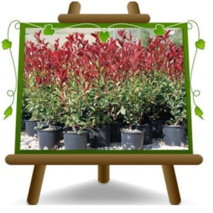 Photinia Fraseri Red Robin - Heckenpflanze auf Blumentopf 18 cm. - maximale Größe 80 cm.