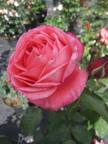 Rosa Bijou Corail ® - Edelrose - Duft++++ - Delbard-Rose