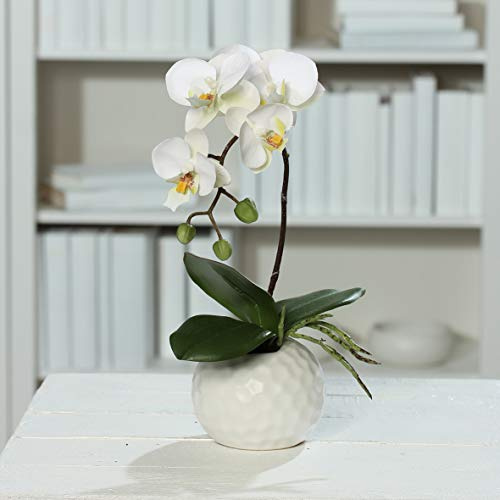 mucplants künstliche Orchidee Kunstpflanze Phalaenopsis Creme H. 30cm Keramiktopf Weiß Kunstblume