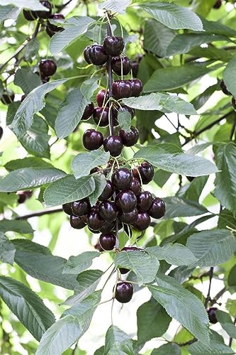Sauerkirsche Prunus cerasus Schattenmorelle 40 cm winterhart | aromatische Früchte, ideal für Kuchen und Marmelade, pflegeleicht, sonniger Standort, reiche Ernte
