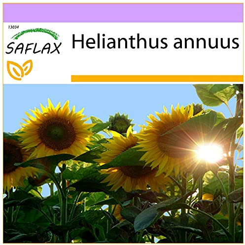 SAFLAX - Girasole Titan F1-20 semi - Helianthus annuus