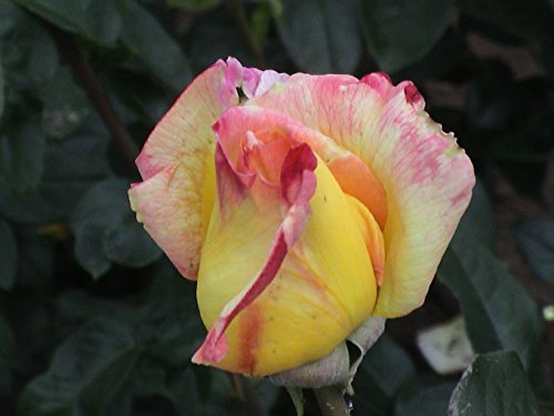 Edelrose Gloria Dei im 5 Liter Rosentopf