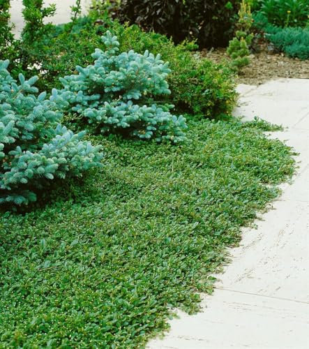 Cotoneaster dammeri ‘Radicans’ 10er-Set – Winterhart & Immergrün & Pflegeleicht – Kriechmispel – Bodendecker für Garten & Hang