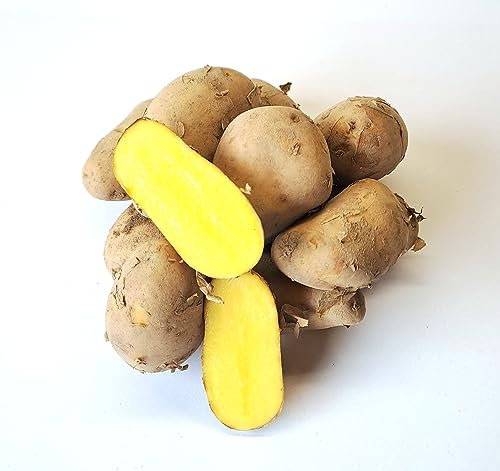 Kartoffel Drillinge Annabelle festkochend 12,5 Kg deutsche Speisekartoffel klein sortiert ungewaschen neue Ernte 2025 aus Bayern