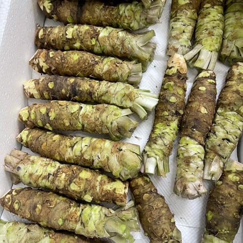 Semillas de wasabi, regalos sostenibles resistentes para el jardín raras semillas jardín cocina para camas elevadas variedades antiguas 400pcs