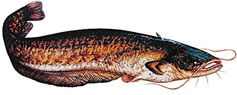 Jenzi Fisch Aufkleber ca.15cm Hecht