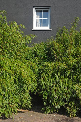 Immergrüner Schirmbambus Rufa (Fargesia rufa) - Winterharte Bambus-Pflanze ohne Ausläufer von Garten Schlüter