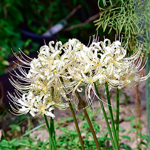 Giglio ragno - lycoris radiata - di sangue tappezzanti, resistenti, mini decorazione da giardino balcone rizoma rari primaverili, lungo periodo 10bulbi