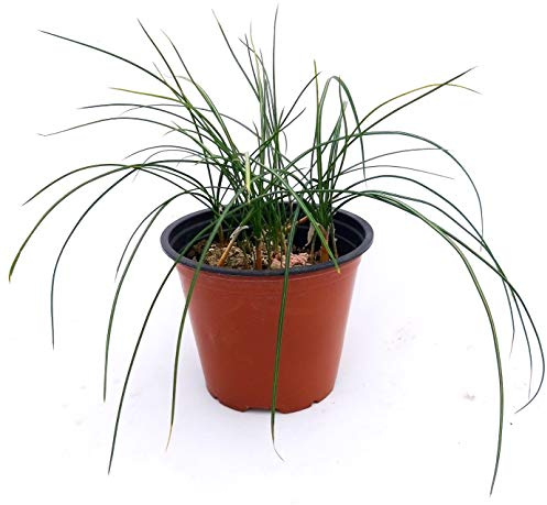 POWERS TO FLOWERS - ZAFFERANO, CROCUS SATIVUS, VASO 14CM, pianta vera